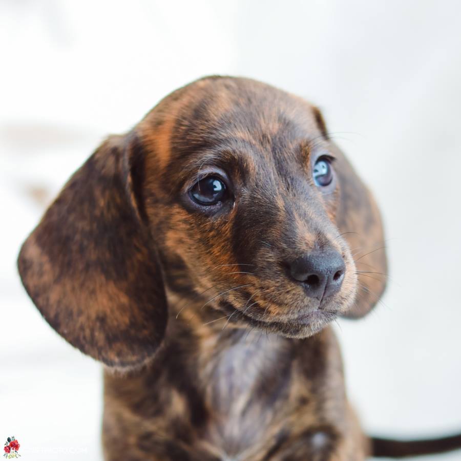 Dachshund Puppies Southern California / southern