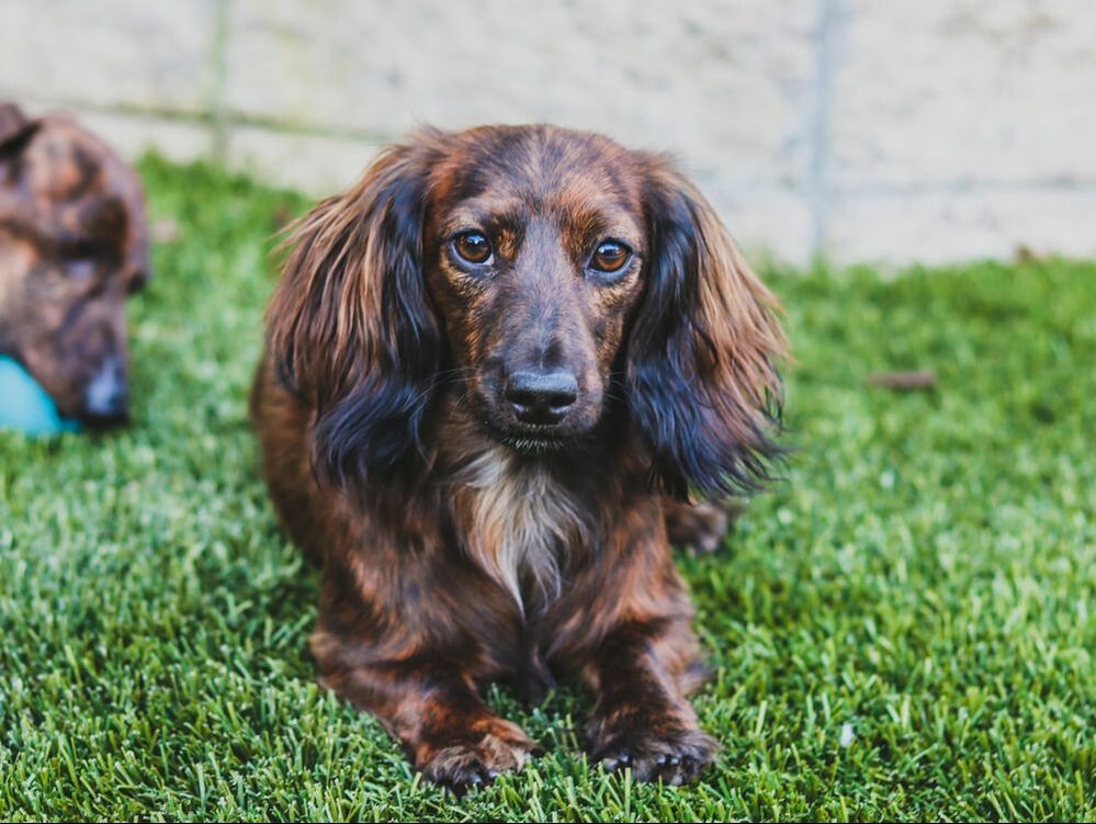 27 HQ Pictures Dachshund Puppies Southern California / Dachshund dog, Adoptable dachshund dog and Dachshund on ...