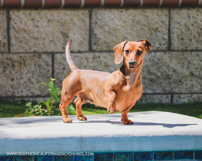 Doggos & Puppers SOUTHERN CALIFORNIA DACHSHUNDS DOS DOXIES
