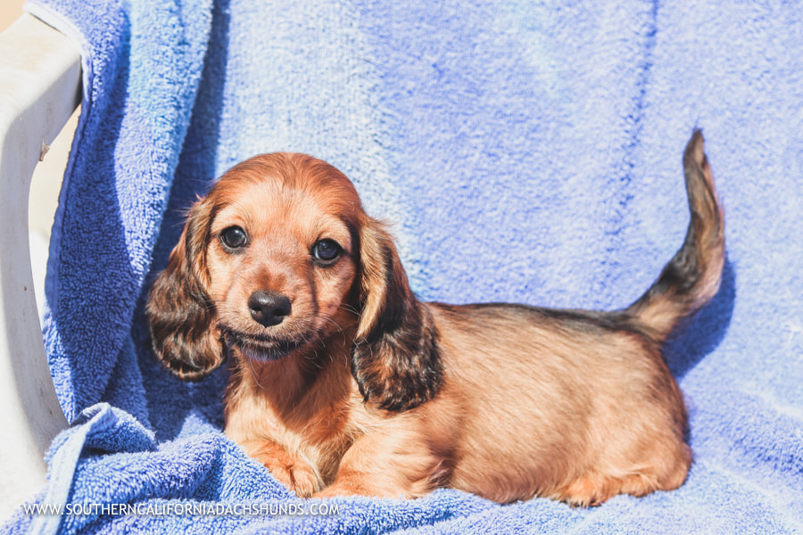 Dachshund Puppies Southern California / Miniature Dapple